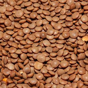 Lentejas Marrones Indias, Masoor Dal Entero Natural, 100% Limpio y Clasificado, Sin Gluten, Veinticinco Kilogramos, Cincuenta Kilogramos a Granel - Product Image 6