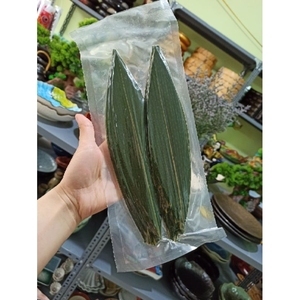 Feuilles de bambou congelées de qualité supérieure pour l'industrie agroalimentaire et la restauration - Product Image 2
