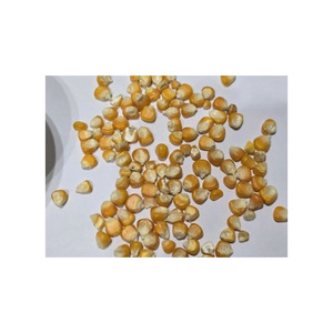 Premium white maize supply bulk purchase best deals available - Product Image 6