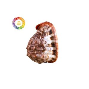 Conchas pulidas Cypraecassis rufa | Hermosas conchas marinas para ARTE Y EXHIBICIÓN - Product Image 4