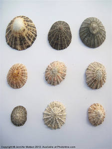 Coquille de limpet d'origine vietnamienne pour la vente en gros d'artisanat d'art et les acheteurs internationaux - Product Image 3