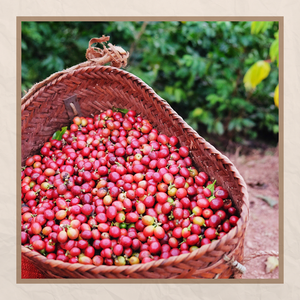 เมล็ดกาแฟโรบัสต้าเวียดนามแท้ 100% พรีเมียม รสชาติกลางๆ บรรจุถุง 500 กรัม คุณภาพสูง ขายส่ง B2B ส่งออก ราคาดีที่สุด - Product Image 4