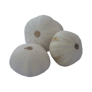 Erizo de mar Natural y joyería de estrella de mar arte de concha tallada de Indonesia SEASHELL JEWELRY - Product Image 3