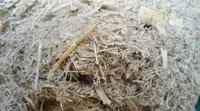 BAGASSE DE CANNE À SUCRE SÉCHÉE POUR BIOPLASTIQUE ET ENGRAIS EN GROS DANS LE MONDE AVEC PRIX ABORDABLE/BON PRIX EN 2024