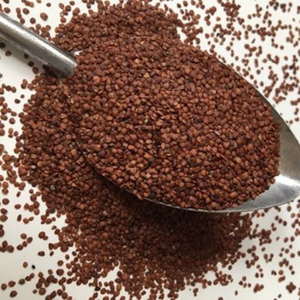 สุพีเรีย Hygrophila ซาลิซิโฟเลียในปริมาณมากเตรียมส่งออกจากเวียดนาม - Product Image 6