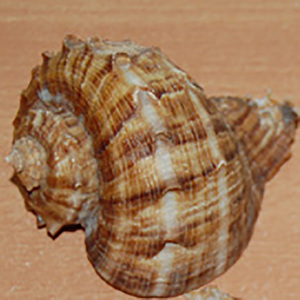 คอลเลกชันขนาดเล็กเครื่องประดับอินโดนีเซียขัดเงาเปลือกหอยธรรมชาติขนาด6-8ซม. - Product Image 1