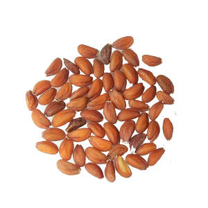 Cress | Verde culinario de alta calidad para compradores gourmet - Product Image 2