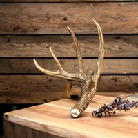 Bois de cerf rouge de haute qualité provenant d'une perte éthique et naturelle