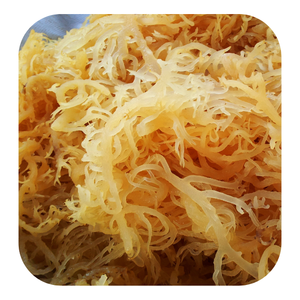 VENDRE EN VRAC EUCHEUMA COTTONII ALGUES/HAUTE QUALITÉ KAPPAPHYCUS ALVAREZII AU VIETNAM Mme Lily + 84 906927736 - Product Image 5