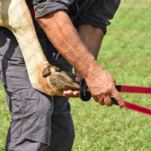 Kit de pezuñas de herramientas de herrador de caballos profesional Kit de herramientas de herrador de caballos de acero inoxidable de calidad superior Kit de cuidado de pezuñas de caballos - Product Image 6