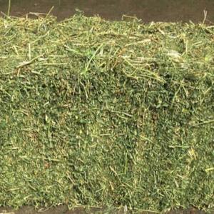Foin d'alfalfa frais de qualité à vendre - Product Image 1