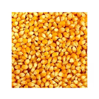 Maïs à éclater jaune glutineux de type papillon, séché, brésilien, en vrac et grandes quantités disponibles