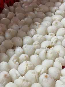 ลิ้นจี่แช่แข็งจากเวียดนาม | ปอกเปลือกและทิ้ง | ขายส่ง - Product Image 4