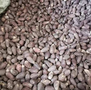 Graines de coton biologique brut biologique au meilleur prix disponibles à la vente - Product Image 6