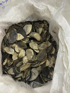 Operculum เปลือกหอย Murex สำหรับน้ำหอม - Product Image 2