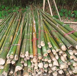 Raw Natural Eco Friendly Bamboo Poles for Construction Fence Garden at Wholesale and Cheap Factory Price From Indian Vendor - Product Image 3