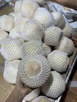 Coco Entero Pulido de Vietnam - Color Natural, Calidad Alimentaria