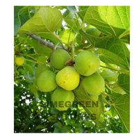 Graines de Jatropha Curcas (Noix de Barbados) pour Biocarburant Purifiant, Marque Double Tongues, Inde Tamil Nadu, Vente en Gros, 12 Mois