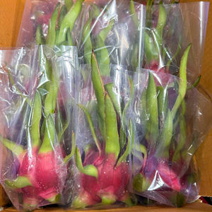 Fruit du dragon blanc de qualité supérieure du Vietnam pour les supermarchés et les importateurs de fruits - Product Image 1