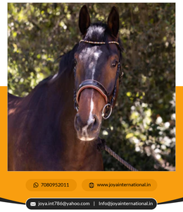 Magnifique cuir souple brillant confort Bride Marron Verni Anatomique Snaffle Dressage Brides First Choice Rider éphémère - Product Image 3