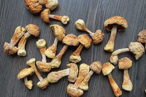 Agaricus-seta blazei seca, la mejor calidad, de Vietnam - Product Image 3