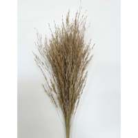 Ilalang De Fleurs Sches