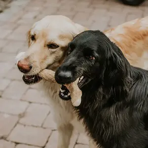 Vente en gros de bâtonnets à mâcher vietnamiens pour chiens à prix très compétitif Bâtonnets à mâcher en bois de café pour chiens Bâtonnets à mâcher en bois naturel - Product Image 6