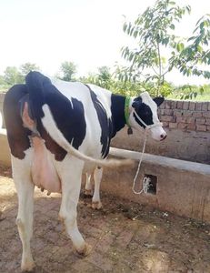 Bò Sữa <span class=keywords><strong>holstein</strong></span>-friesian mang thai để sản xuất sữa hiệu quả cho các thành phần bơ - Product Image 4