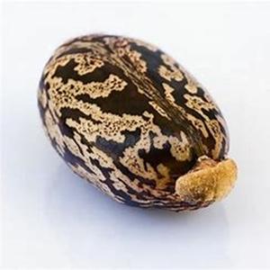 Vente au prix d'usine sur les graines de ricin naturelles Produit agricole - Product Image 2