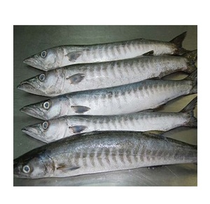 Pescado Entero de Barracuda Congelado, Exportadores de Pescado Entero de Barracuda Congelado - Product Image 1