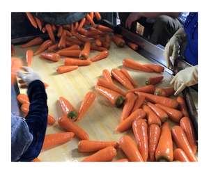 Zanahorias frescas al por mayor precio competitivo verduras frescas zanahoria fresca - Product Image 3