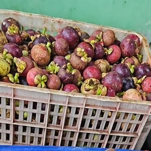 มังคุดออร์แกนิกสดจากสหราชอาณาจักร; 101พรีเมี่ยมสำหรับขายส่ง - Product Image 5