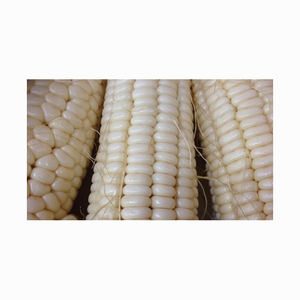 Air-Dried Non GMO White Corn <b>Grains</b> Economically Priced <b>Product</b> - Product Image 2