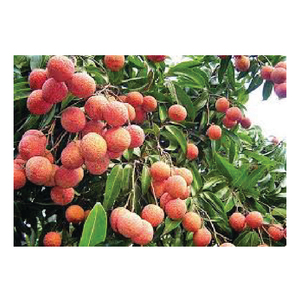 Lichi orgánico fresco de Vietnam Nuevo cultivo IQF Congelado Sabor dulce Patrón completo Envasado al vacío Envasado a granel disponible - Product Image 6