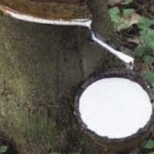 CAOUTCHOUC LATEX HAUTE PERFORMANCE/SOLIDE ET DURABLE/FABRIQUÉ au VIETNAM - Product Image 4