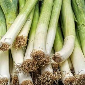 MEILLEUR PRIX POIVRON FRISÉ/FOURNISSEUR EN GROS/EXPORTATION DIRECTE DE LA FERME - Product Image 5