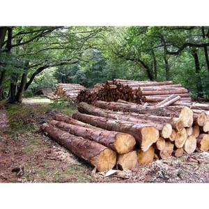 Bois de pin de qualité supérieure séché au four, bois à surface lisse pour le mobilier et la construction - Product Image 4