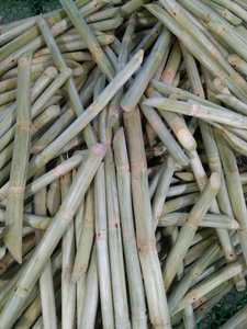 Caña de Azúcar Congelada de Vietnam, Artículo de Alta Demanda para los Mercados Globales de Bebidas que Buscan un Suministro Confiable de Caña Congelada - Product Image 3