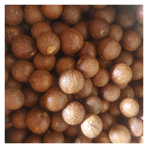 Noix Macca de qualité supérieure du Vietnam, délicieuse noix Macca naturelle riche en protéines et en graisses saines, parfaite pour l'exportation mondiale - Product Image 5