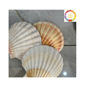 Coquilles Saint-Jacques nettoyées de haute qualité pour griller le savon de bougie de cuisson faisant l'approvisionnement en vrac pour l'exportation - Product Image 5