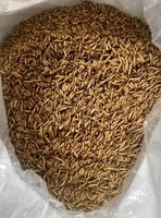 Larves de mouches soldats noires séchées de qualité supérieure/séchage de bouffée jaune Nourriture sèche pour animaux de compagnie à base d'insectes au meilleur prix pour les grossistes
