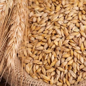 Grain de blé bon marché/grain de blé de mouture tendre d'Ukraine, grains de blé pour la consommation humaine et animale - Product Image 3