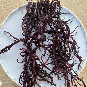 Meilleur prix 2025, 100% Oragnic Natural Gold Sea Moss de haute qualité du Viet Nam - Product Image 1
