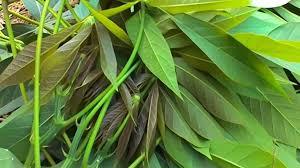 Hojas de yuca congeladas llenas de fibra buenas para la función del sistema digestivo - Product Image 3