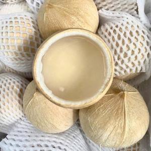 Coco Pulido con Agua Dulce - Sabor Natural de la Provincia de Ben Tre, Vietnam - Marca TINIMEX, 45 Días de Vida Útil - Product Image 4