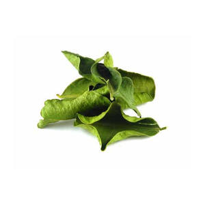 ใบมะกรูดไทย100% ใบมะกรูดธรรมชาติ - Product Image 5