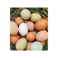 Œufs frais de poule de qualité supérieure en grande quantité pour une livraison rapide et une approvisionnement continu