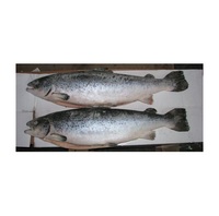 Saumon d'Atlantique frais/congelé de haute qualité disponible à la vente à bas prix