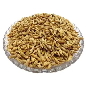 Good Quality Barley For Animal Feed Available For Sale From India