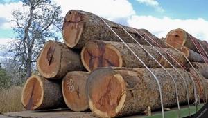 Madera de Cerezo Rojo Troncos Muebles Grado Madera - Product Image 2